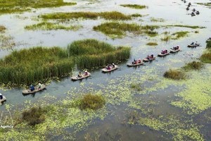 宁平省云龙湿地生态旅游区以其原始、宁静之美和多样化的生态系统而闻名。图：越通社