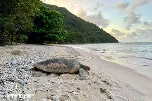 附图：海龟。图：越通社