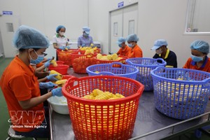 Wana软饮料股份公司工人们正在对用于生产果汁的水果进行初步加工。图：越通社