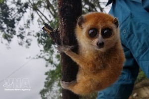 神沙-凤凰自然保护区发现四种新近记录的稀有野生动物。