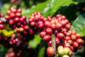 咖啡价格正在降温。