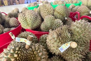 越南首批新鲜榴莲通过“绿色通道”经由友宜国际口岸出口至中国。