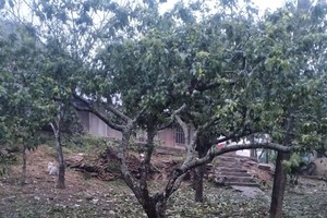 4月16日凌晨，老街省北河乡所下的冰雹。图：民众提供