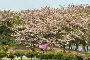 沙沥花村樱花园拥有逾200棵树。