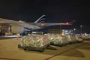 近100吨越南果蔬通过空运进军阿联酋市场。图：越通社