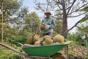 西区榴莲价格下跌，导致果农亏损。图：哥灵