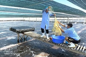 越澳富美有限责任公司采用新技术，高品质养殖了7.5公顷的南美白对虾。图：越通社