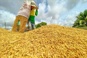 芹苴市稻米收割。图：清廉