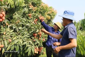 为推广荔枝品牌、拓展消费市场并提升荔枝价值，2026年荔枝季期间，北宁省将举行多项贸易促进、体验式旅游推广及数字平台销售对接活动。图：越通社。