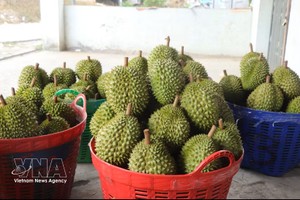 榴莲是越南主要出口产品。图：越通社