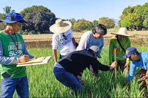 菲律宾专家研究提高水稻生产效率。图：PIA.GOV.PH