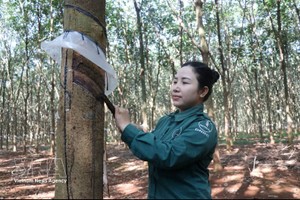 同奈橡胶总公司的平禄橡胶工人正在收割橡胶乳胶。