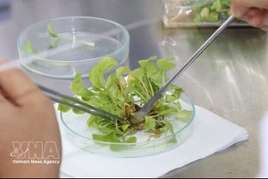 茶荣大学的作物品种研究成果已应用于农业生产和实际生活。图：越通社