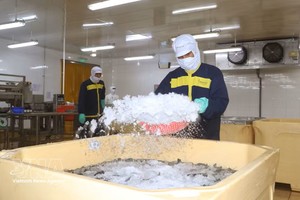 金瓯省企业应用科技于虾类生产 提升产量与质量。图：越通社