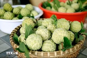 葡李番荔枝果实饱满均匀，散发着富寿乡间特有的清甜滋味。图：越通社