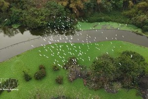 位于宁平省南华闾坊的通岩（Thung Nham）生态旅游区，被誉为北部地区最大的天然鸟园。图：越通社