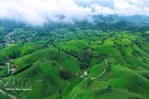富寿龙谷茶山青翠欲滴，成为茶园体验式旅游发展的亮点。图：越通社