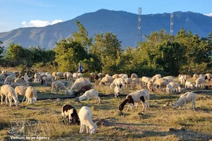 庆和省是全国绵羊养殖数量量最多的地区，拥有约10万只绵羊。图：越通社