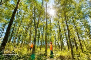 越南目前拥有约400万公顷人工商品林，参与植树造林的家庭超过100万户。图：越通社