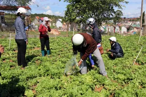 Nhiều vườn rau của người dân bị virus tấn công gây thiệt hại nặng. Ảnh: ĐOÀN KIÊN