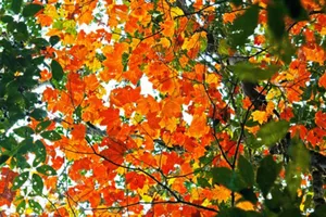 Lá phong thuần chủng Đà Lạt.