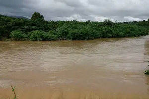 Mưa lớn kèm lũ gây ngập nhiều vùng cà phê, lúa tại Lâm Đồng	