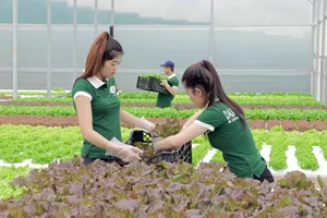 Lâm Đồng và TPHCM hợp tác sản xuất, tiêu thụ nông sản an toàn	