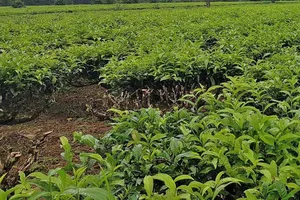  Vườn chè bị đối tượng cắt trộm trong đêm