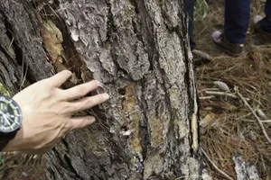 Hàng trăm cây thông 30 năm tuổi bị “tiêm” thuốc độc