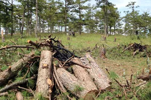 Phá rừng thông hơn 40 năm tuổi để lấy đất bán