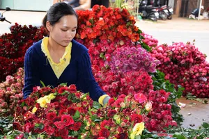 Giá hoa Đà Lạt tăng hơn gấp đôi trước lễ 20-11