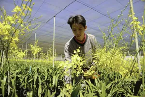 Chiêm ngưỡng vườn lan vũ nữ mang về tiền tỷ