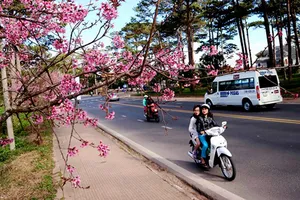 Ngắm sắc hồng lung linh của mai anh đào Đà Lạt