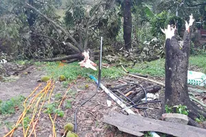 Nhiều vườn sầu riêng đặc sản bị lốc xoáy tàn phá nặng nề 
