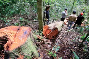 Bắt quả tang đối tượng đốn hạ cây bạch tùng cổ thụ
