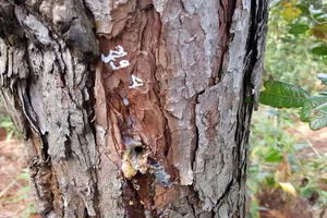 Lâm Đồng chỉ đạo điều tra, xử lý vụ đầu độc hơn 670 cây thông