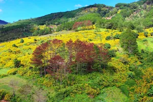 Rừng thông Lâm Đồng tiếp tục bị hủy hoại