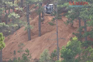 Đà Lạt: Hàng trăm cây thông nguy cơ bị “bức tử” tại dự án xây dựng khu nghỉ dưỡng Núi Hoa