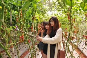 Gỡ khó cho du lịch canh nông ở Lâm Đồng