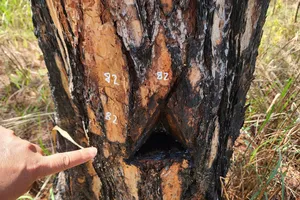 Rừng thông ở Lâm Đồng lại bị “đầu độc”