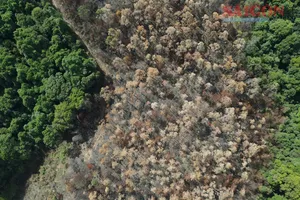 Cận cảnh rừng Đà Lạt sau vụ cháy