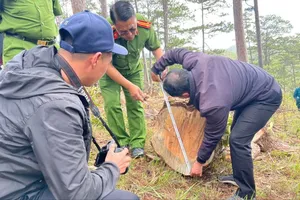 Lâm Đồng: Số vụ phá rừng giảm nhưng lượng gỗ thiệt hại do phá rừng tăng mạnh