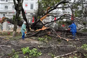 Đà Lạt: Nhiều cây xanh ngã đổ do gió giật mạnh