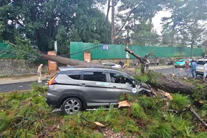 Đà Lạt: Thông cổ thụ bật gốc đè bẹp xe ô tô