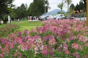 Hoa Đà Lạt khoe sắc bên đường