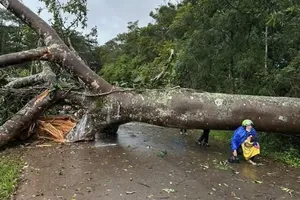 Dông lốc làm đổ hàng loạt cây xanh, nhà dân ở Lâm Đồng