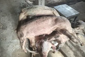 Lâm Đồng: Heo chết số lượng lớn chưa rõ nguyên nhân