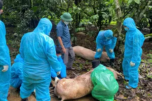 Truy vết 97 con heo bệnh nghi “tuồn” từ vùng dịch Lâm Đồng sang Đắk Lắk
