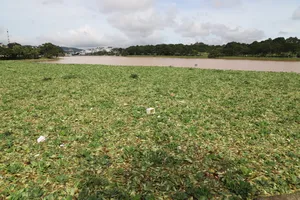 Hồ Xuân Hương tràn ngập bèo, rác sau mưa lớn