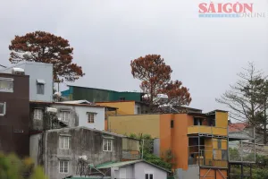 Thông Đà Lạt lại bị "bức tử" giữa khu dân cư